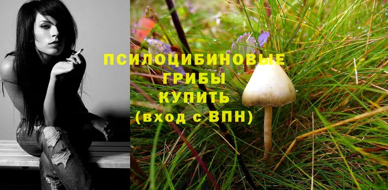 магазин продажи наркотиков  Златоуст  Псилоцибиновые грибы Psilocybine cubensis 